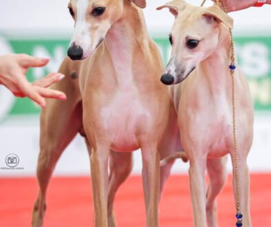 Vipetų veislyno Elėjos šuo Madera su savo tėvu Dev Desert Winner Wind