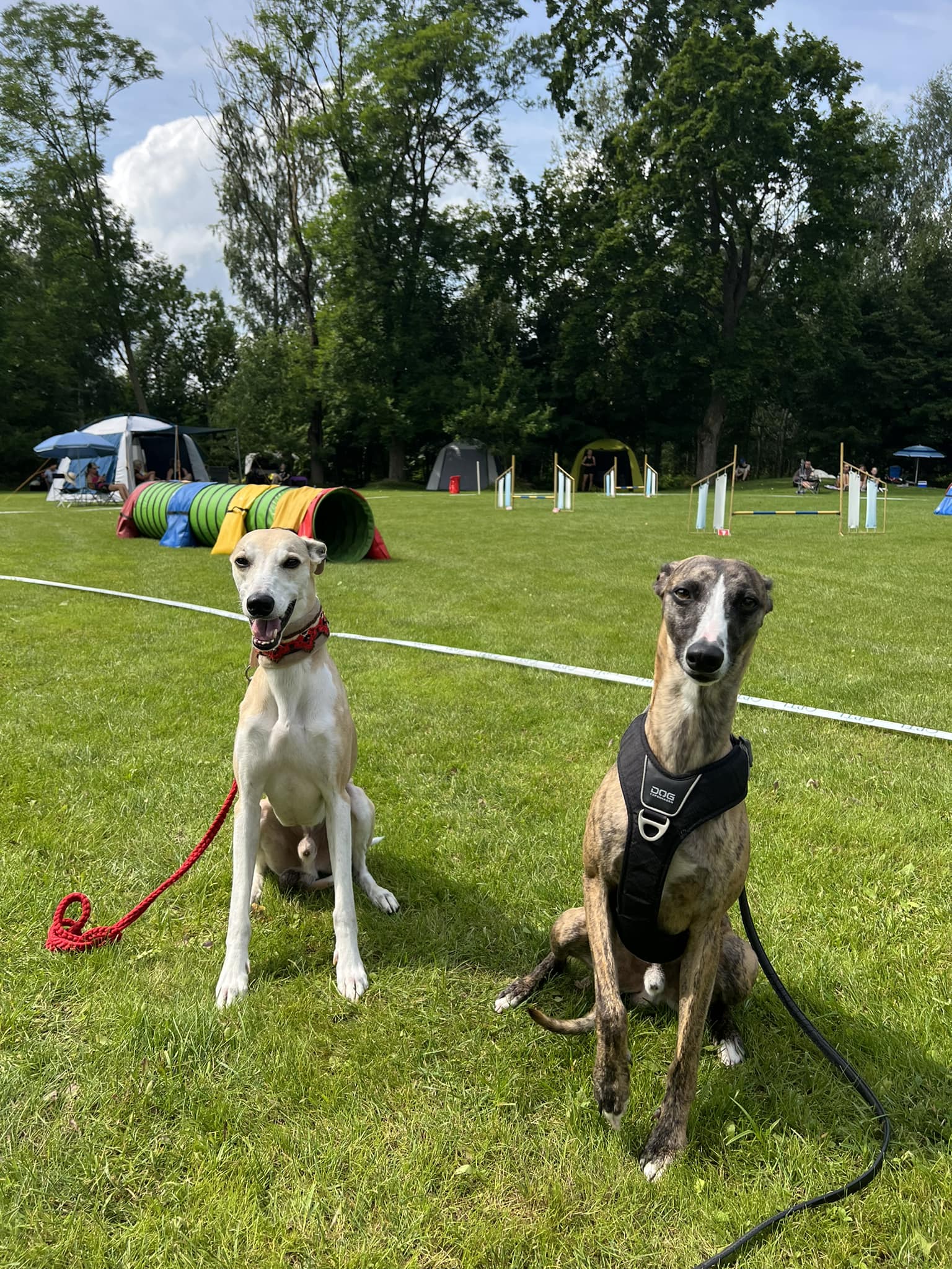 Activities with whippets