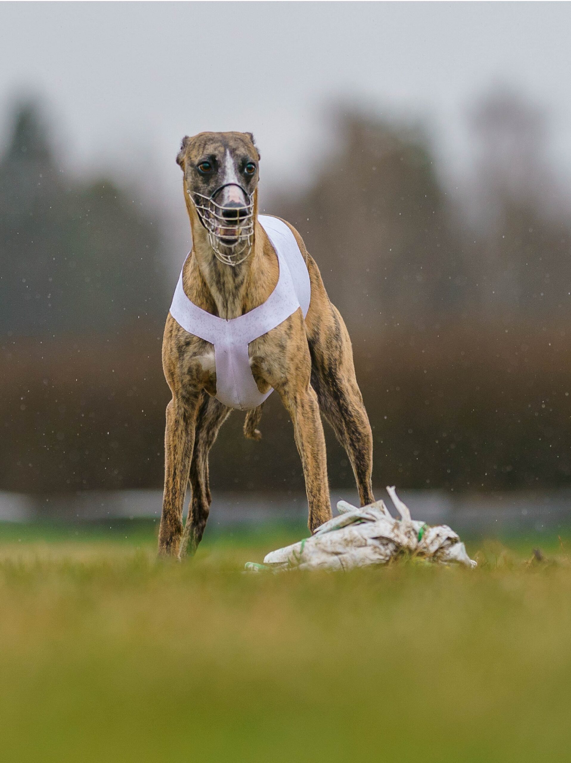 Lure coursing