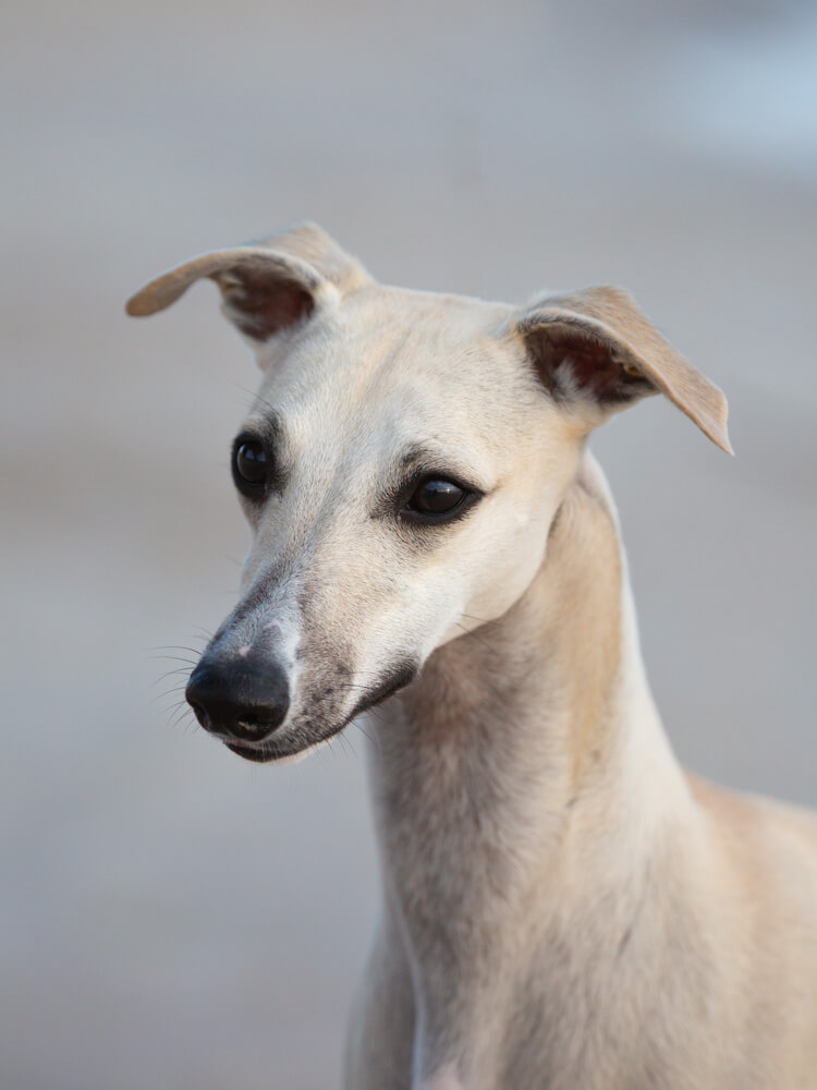 Our Whippets - Foxpolis Madera whippet