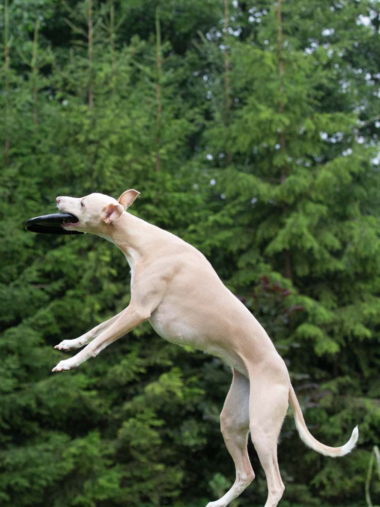 frisbee whippets