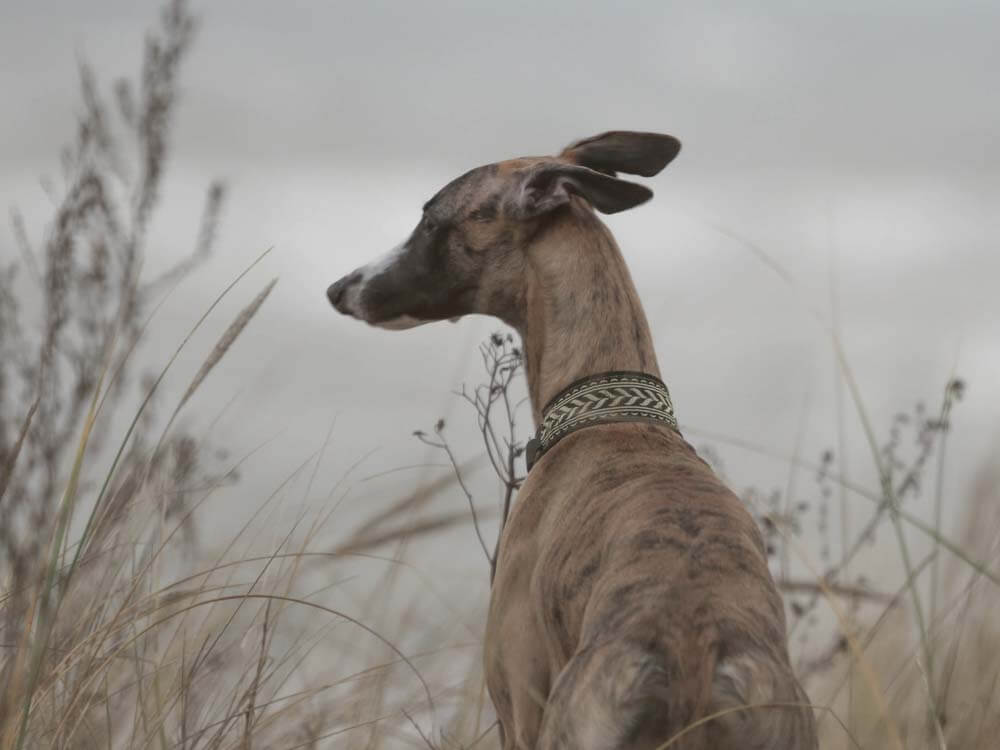 Cloned whippet puppy