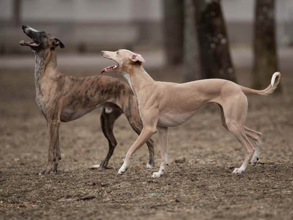 Whippet character at home