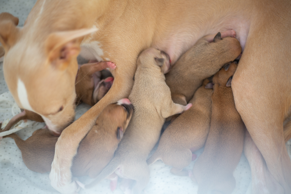 whippet puppies born in kennel Elejos