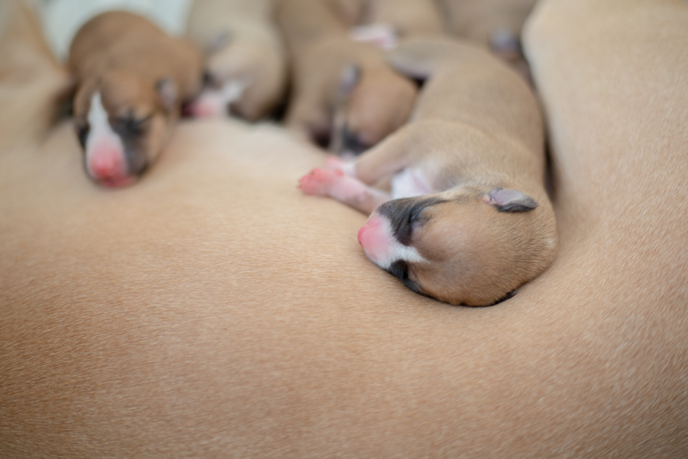Whippet puppies for sale