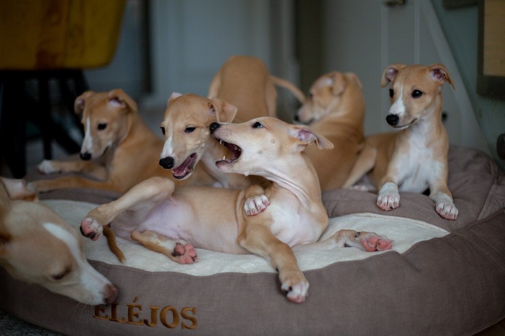 Whippet puppies for sale 2025