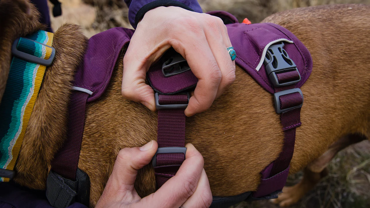 Harnesses for Whippets: A Guide for Dog Owners