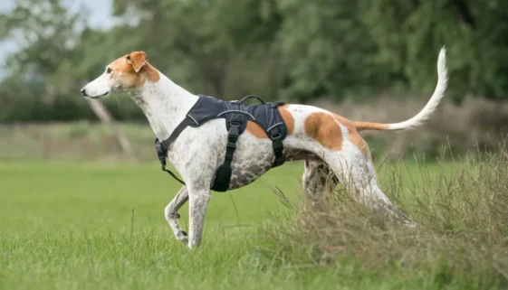 lurcherinblacksighthoundharness