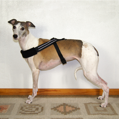 Harnesses for Whippets: A Guide for Dog Owners