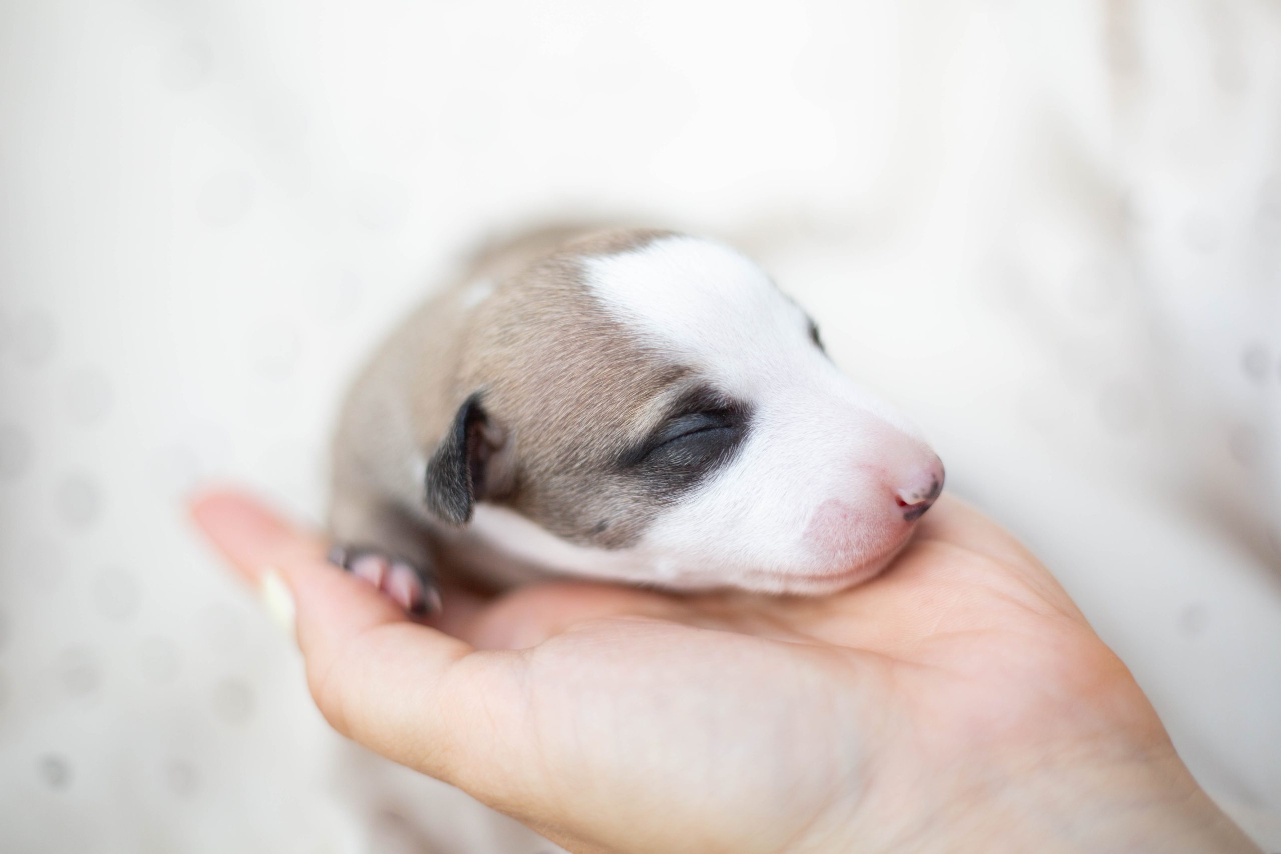 Whippet litter