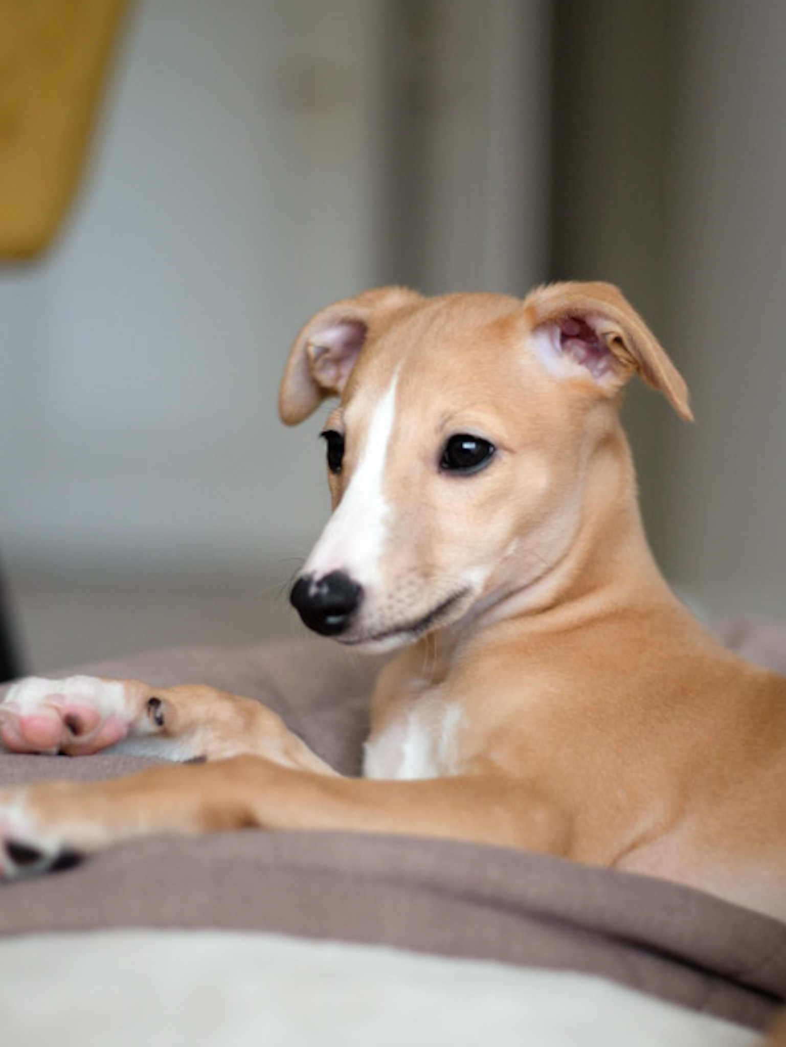 Whippet - Elejos Agate whippet