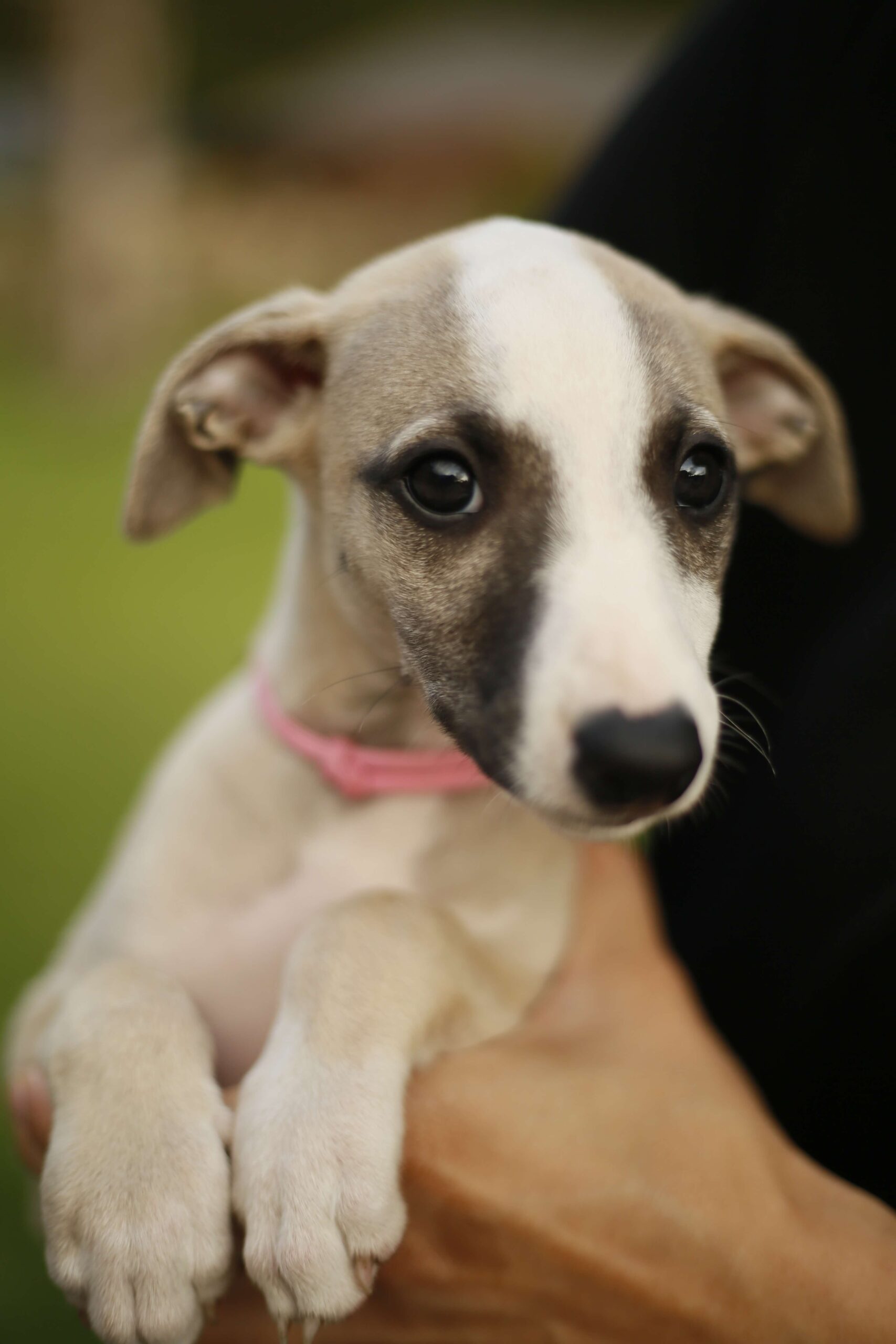 Our Whippets - Elejos black eyed susan 