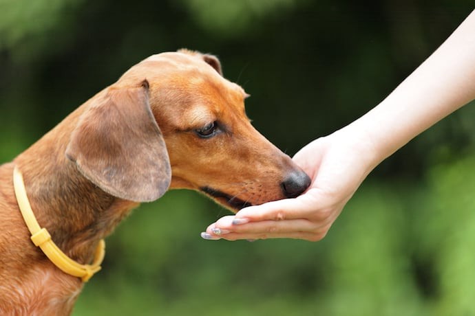 Vitamins for Whippets