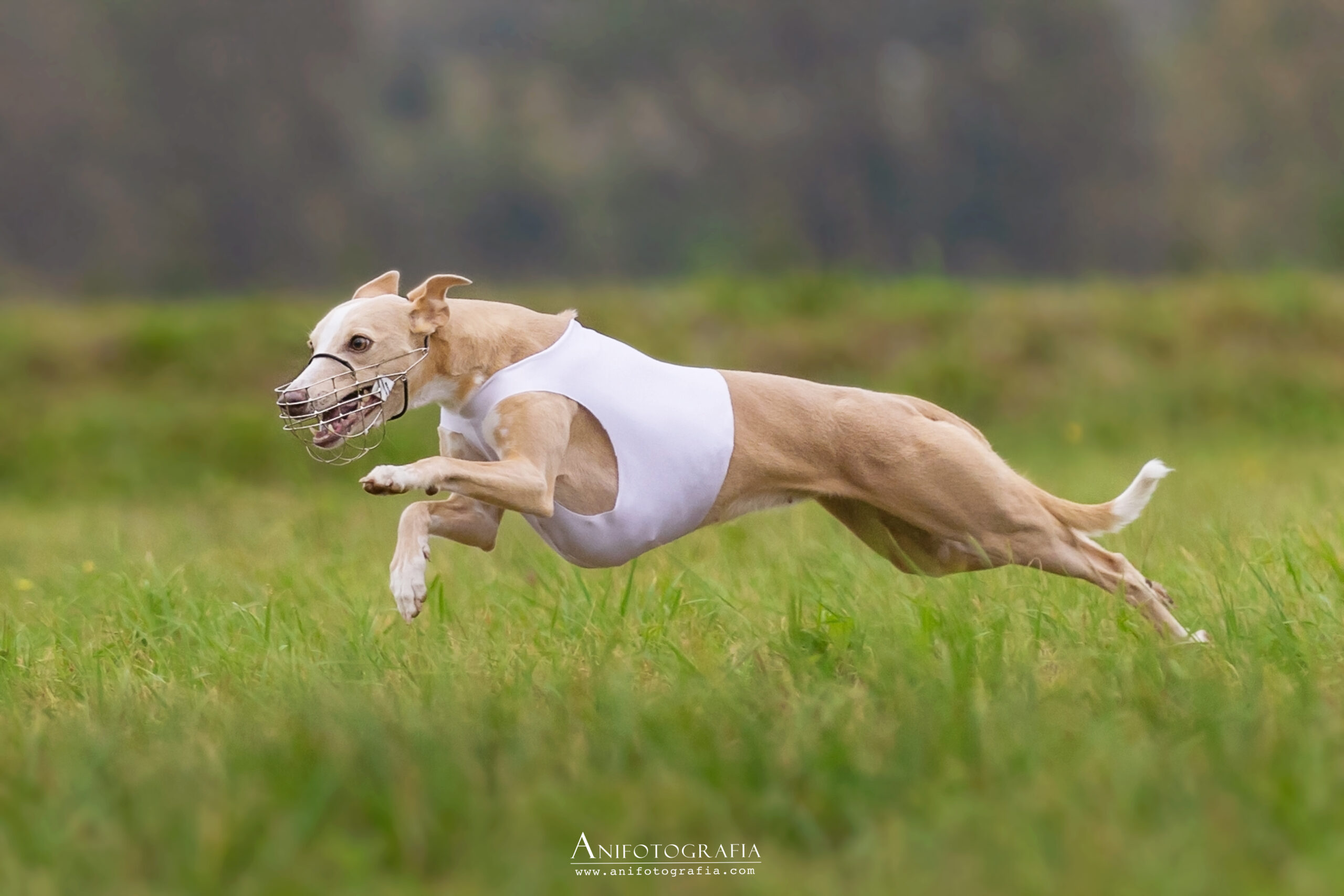 Whippets and the Thrill of Lure Coursing