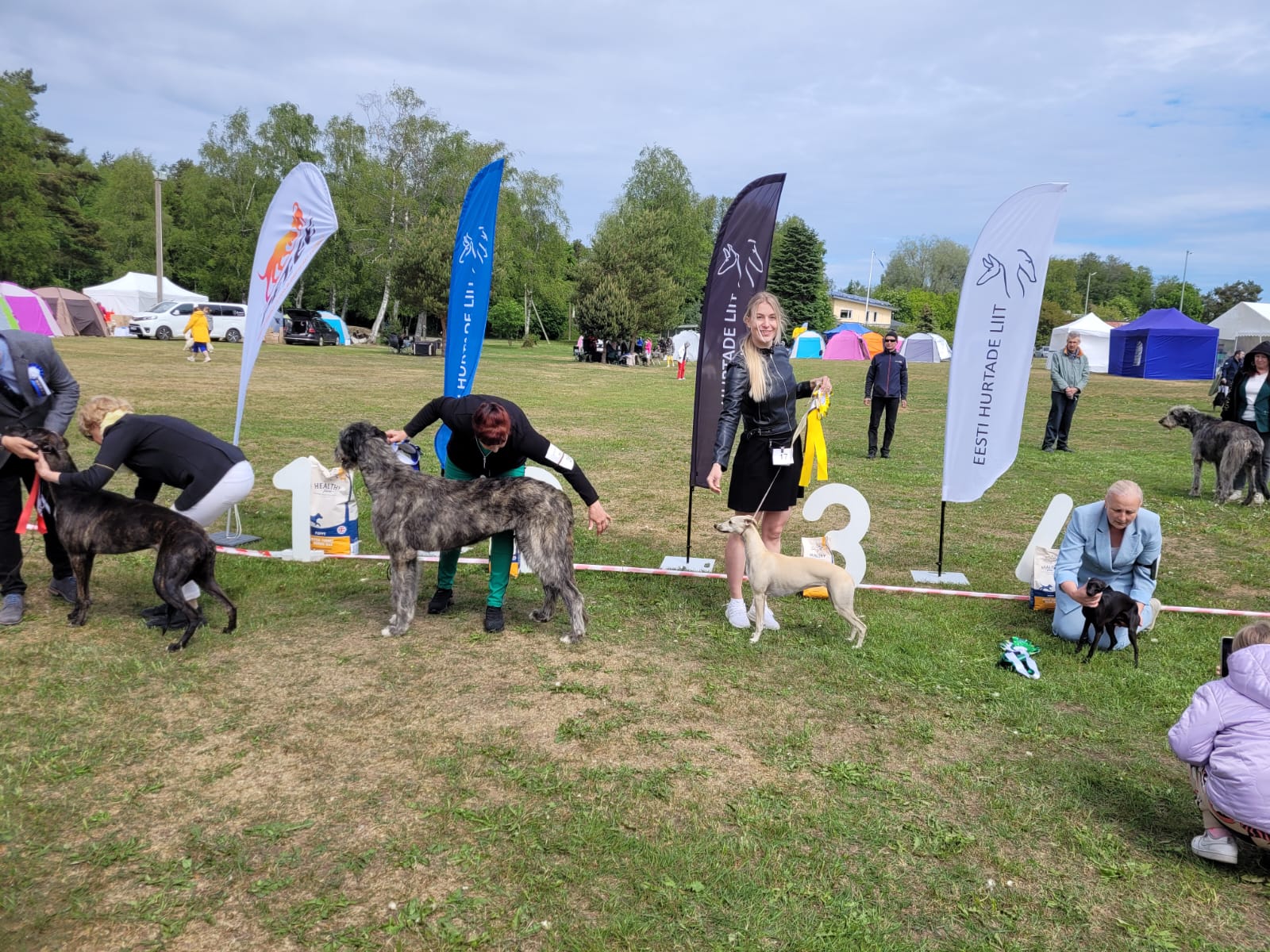 Whippet puppies for sale 2025