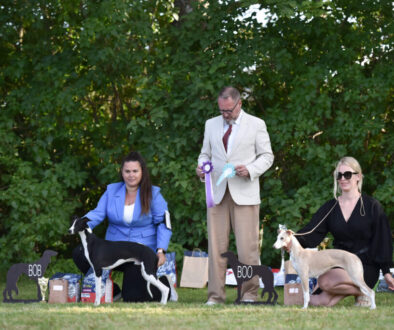Whippet puppy show Latvia