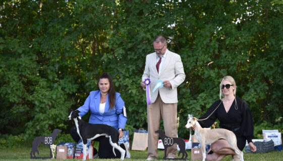 Whippet puppy show Latvia
