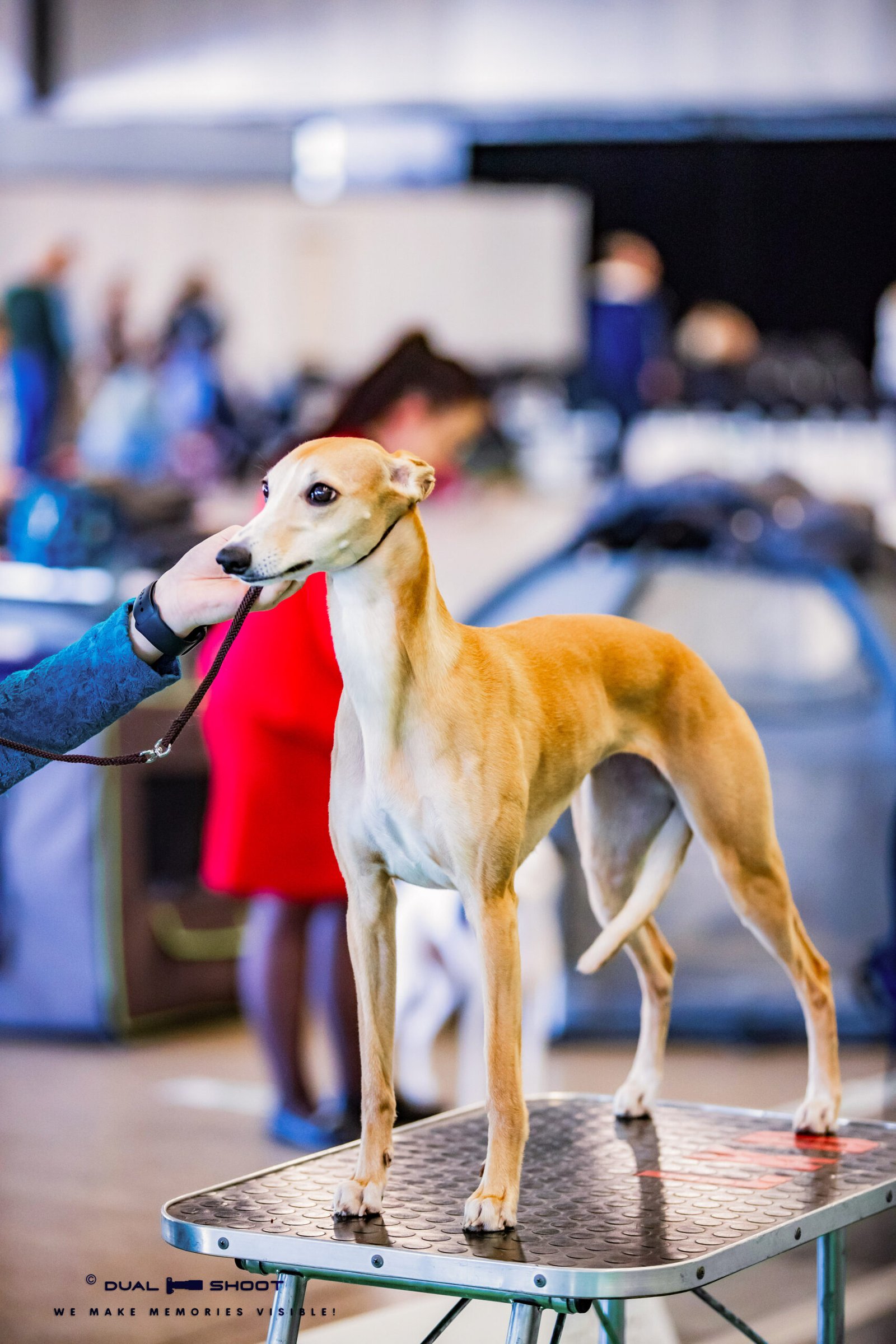 _B230945 Whippet - Elejos Agate whippet