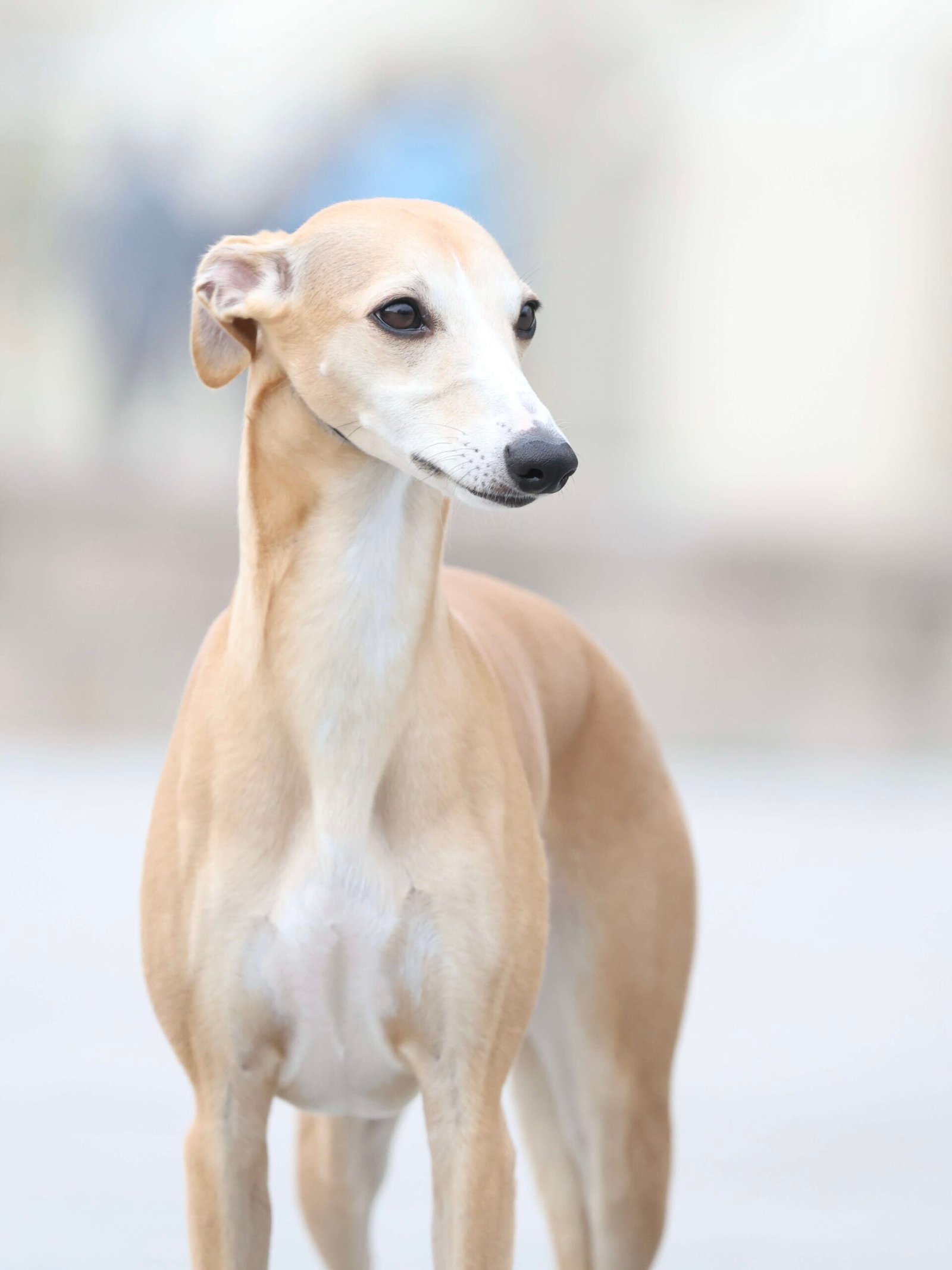 whippet dog for sale