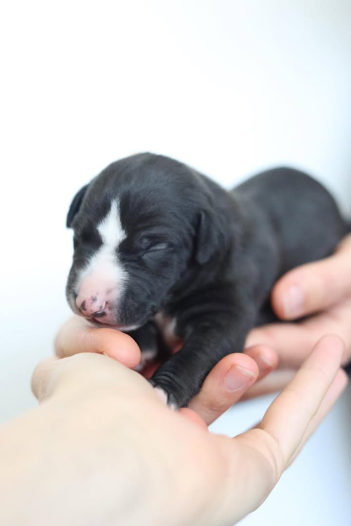 whippet dog for sale