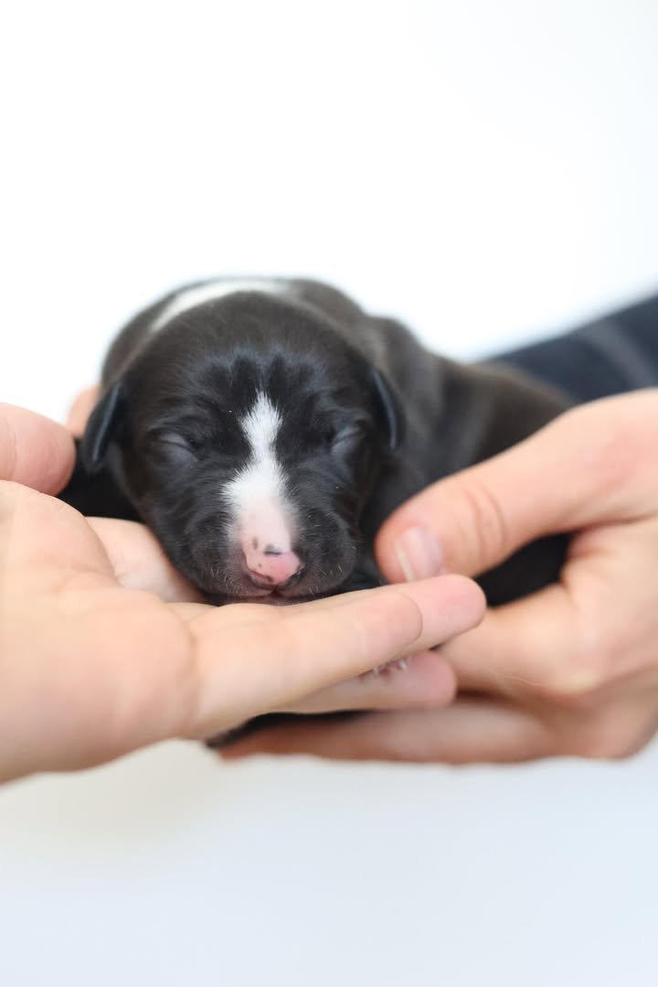 whippet dog for sale